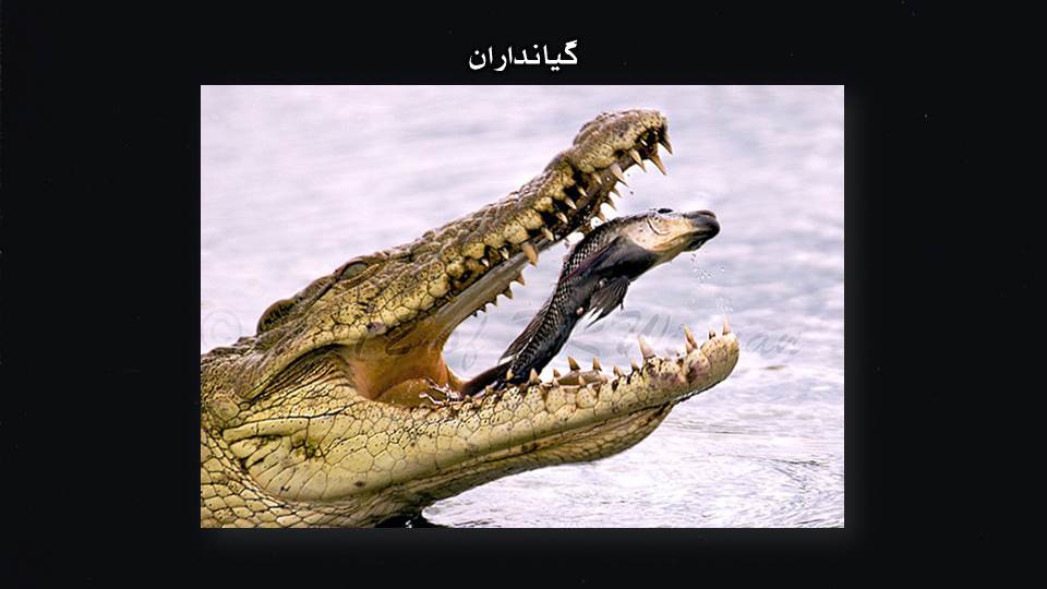 وێنه‌ی گیانداران له‌ ساته‌ جیاوازه‌كاندا